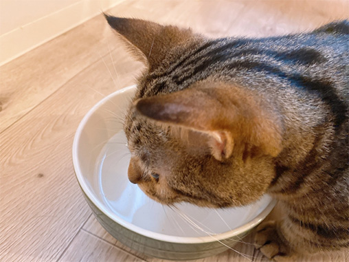 飲み皿で水を飲むネコ